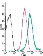 Adenosine A2B Receptor (extracellular) Antibody in Flow Cytometry (Flow)