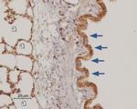 Adenosine A3 Receptor Antibody in Immunohistochemistry (Paraffin) (IHC (P))