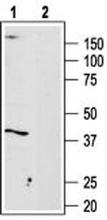 Adenosine A3 Receptor Antibody in Western Blot (WB)