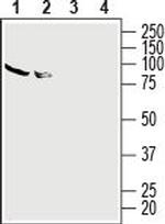 Adenosine A2A Receptor (extracellular) Antibody in Western Blot (WB)