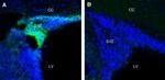 Adenosine A1 Receptor (extracellular) Antibody in Immunohistochemistry (Frozen) (IHC (F))