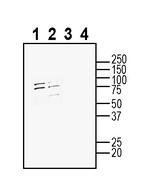 Adenosine A1 Receptor (extracellular) Antibody in Western Blot (WB)