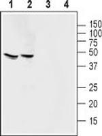 Angiotensin-(1-7) Mas Receptor Polyclonal Antibody