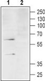 C3aR (extracellular) Polyclonal Antibody