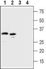 C5aR2 (extracellular) Polyclonal Antibody
