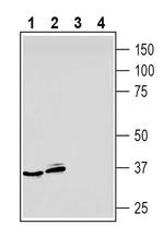 Adenosine A3 Receptor (extracellular) Polyclonal Antibody