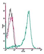 Adenosine A3 Receptor (extracellular) Polyclonal Antibody, FITC