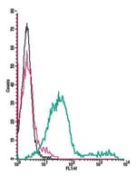 Adenosine A3 Receptor (extracellular) Antibody in Flow Cytometry (Flow)