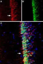 Adenylate Cyclase 3 (AC3) (extracellular) Antibody in Immunohistochemistry (IHC)