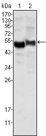 alpha-1 Antitrypsin Antibody in Western Blot (WB)