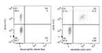 CD20 Antibody in Flow Cytometry (Flow)
