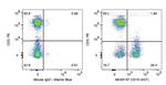 CD19 Antibody in Flow Cytometry (Flow)