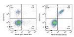 CD21 Antibody in Flow Cytometry (Flow)