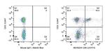 CD8 Antibody in Flow Cytometry (Flow)