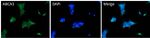ABCA1 Antibody in Immunocytochemistry (ICC/IF)