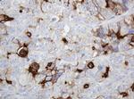 ABCB1 Antibody in Immunohistochemistry (Paraffin) (IHC (P))