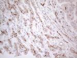 ABCB1 Antibody in Immunohistochemistry (Paraffin) (IHC (P))