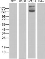 ABCB1 Antibody in Western Blot (WB)