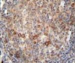 MRP7 Antibody in Immunohistochemistry (IHC)