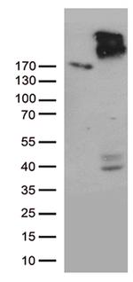 ABCC2 Antibody in Western Blot (WB)
