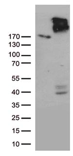 ABCC2 Antibody in Western Blot (WB)