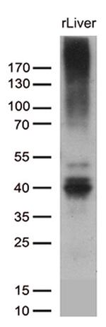 ABCC2 Antibody in Western Blot (WB)