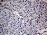ABCD1 Antibody in Immunohistochemistry (Paraffin) (IHC (P))
