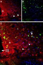 Bombesin Receptor 1 (NMBR) Antibody in Immunohistochemistry (Frozen) (IHC (F))