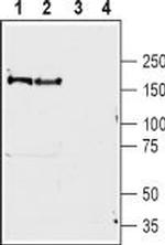 BAI1 (extracellular) Antibody in Western Blot (WB)