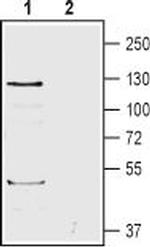 BAI1 (extracellular) Antibody in Western Blot (WB)