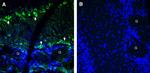 BMPR1A (extracellular) Antibody in Immunohistochemistry (Frozen) (IHC (F))