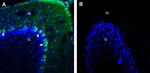 BMPR1A (extracellular) Antibody in Immunohistochemistry (Frozen) (IHC (F))