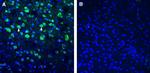 BMPR1A (extracellular) Antibody in Immunohistochemistry (Frozen) (IHC (F))