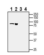 BMPR1A (extracellular) Antibody in Western Blot (WB)