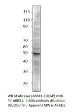CCDC98 Polyclonal Antibody