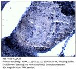 CCDC98 Polyclonal Antibody