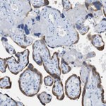 PAPPA Antibody in Immunohistochemistry (Paraffin) (IHC (P))