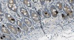 GIP Antibody in Immunohistochemistry (Paraffin) (IHC (P))