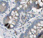 GIP Monoclonal Antibody (4)