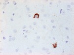 NPY Antibody in Immunohistochemistry (Paraffin) (IHC (P))