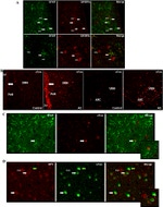 NPY Antibody in Immunohistochemistry - Free Floating (IHC (Free))