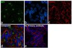 NPY Monoclonal Antibody (8)