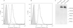 FCN1 Antibody in Western Blot, Flow Cytometry (WB, Flow)