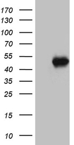 ABTB1 Antibody in Western Blot (WB)