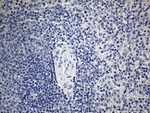 ACAA1 Antibody in Immunohistochemistry (Paraffin) (IHC (P))
