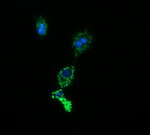 ACAA2 Antibody in Immunocytochemistry (ICC/IF)