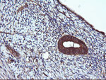 ACAA2 Antibody in Immunohistochemistry (Paraffin) (IHC (P))