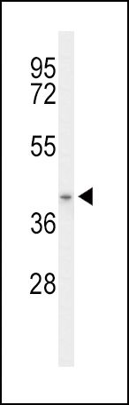 ACAD8 Antibody in Western Blot (WB)