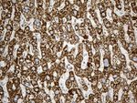 ACADM Antibody in Immunohistochemistry (Paraffin) (IHC (P))