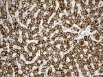 ACADM Antibody in Immunohistochemistry (Paraffin) (IHC (P))